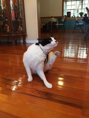 The shop kitty. He loved all the attention !