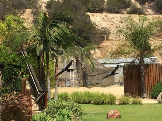 Blue Hyacinth Macaw In Flight