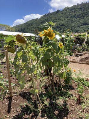 Sunflowers!