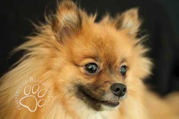 "Puncheon Doodle" Pomeranian from Auburn, CA