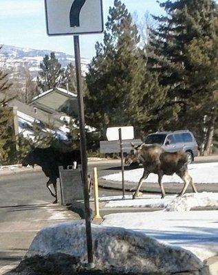 Moose crossing the street at Canyons Resort