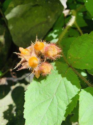 Plant found on trail