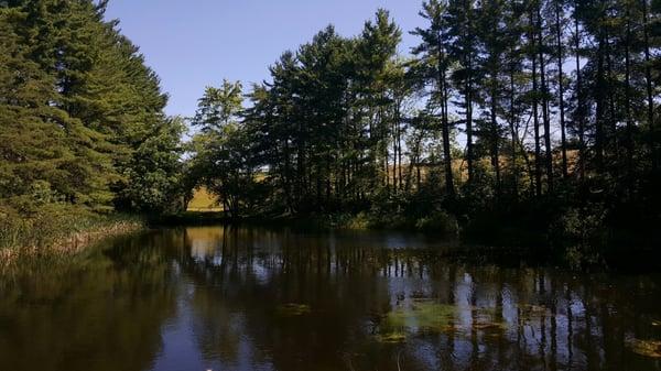 One of the stocked ponds at Best Nest Cabin