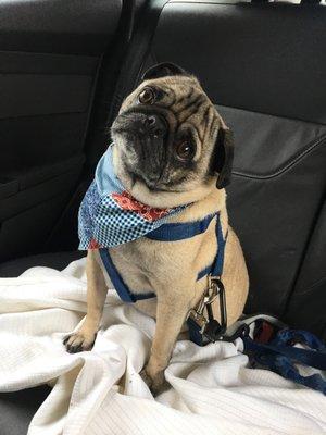 My happy pug Bruno