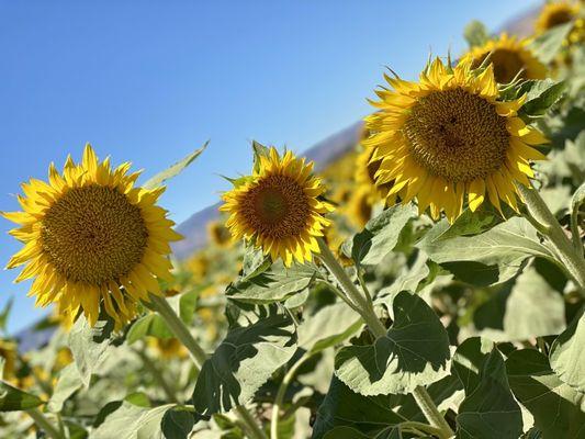 06.13.21 sunflower field