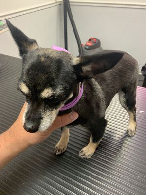 Long hair chihuahua asked to get a short cut