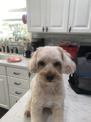 Fozzie with his great new cut