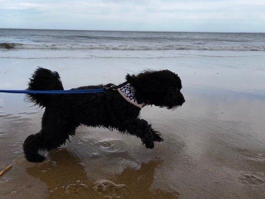 She loves the ocean and anything outdoors. She is a runner and a fetcher.