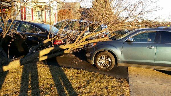 Don't let your trees get to your neighbors cars before we do. Schedule a time for us to help assess your trees and keep your family safe.