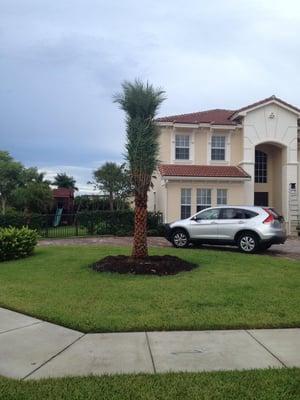 Planting new trees in Jupiter Florida