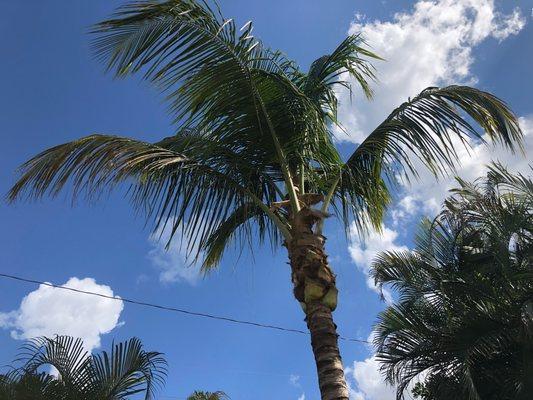 A coconut palm we trimmed