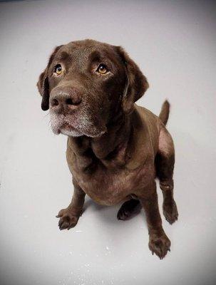 Storm the Chocolate Lab