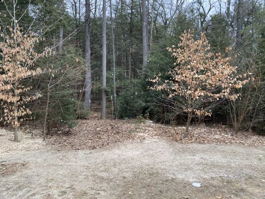 This shows the stump where the dead hazardous tree that endangered our home was skillfully removed.