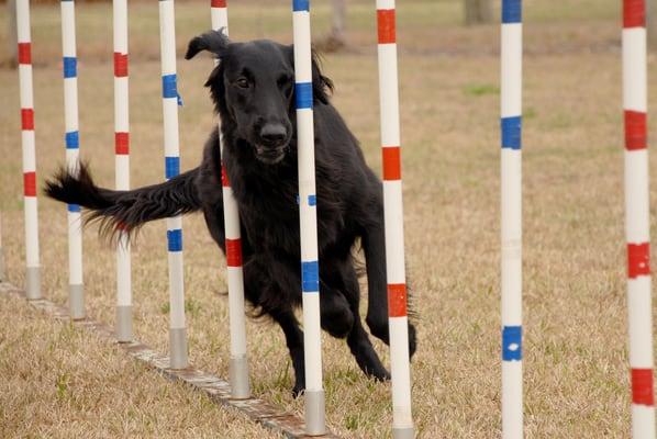 Angel, flat-coated retriever, navigating weave poles here, was a champion with obedience, rally & agility titles.