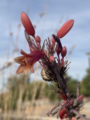 Blooming again