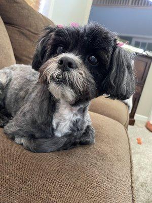 12 year old shih tzu after grooming.