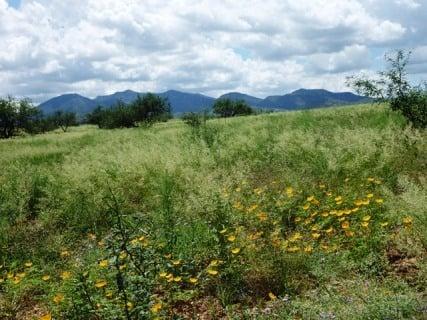 Lot 252 in the spring. 2.82 acres Red Hawk at J6 Ranch