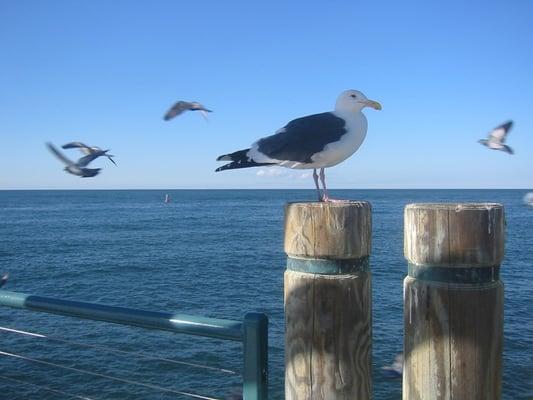 on Redondo Pier