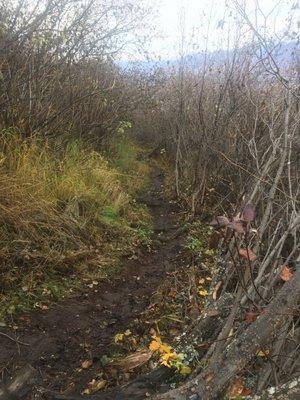 Trail in the shrubs