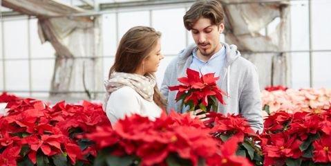 Third Annual Candlelit Poinsettia Walk Open House