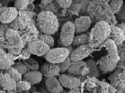 SEM Image of Stachybotrys