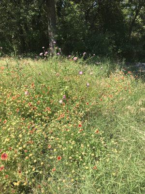 Indian paintbrushes