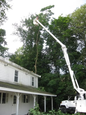 Trimming with our bucket truck