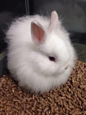 Jersey Wooly Rabbit