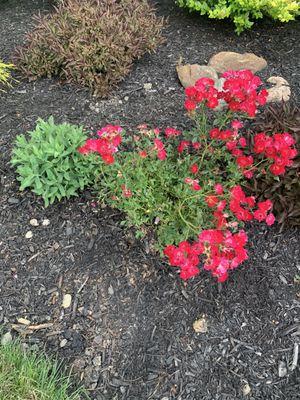 My drift rose and another perennial on the left