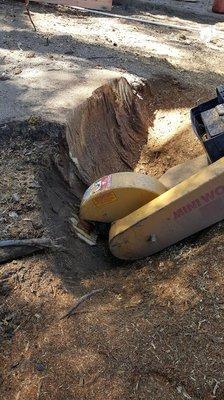 Grinding palm tree stump grew to close to a wall