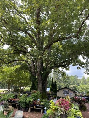 100 untold white oak tree