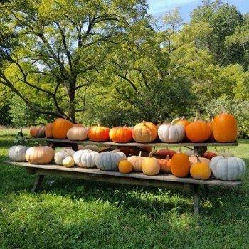 Heirloom pumpkins, carving pumpkins, eating pumpkins!