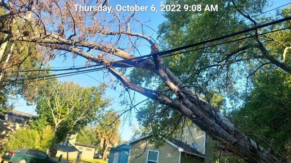 Thisbis BEFORE, the tree was on the power line.