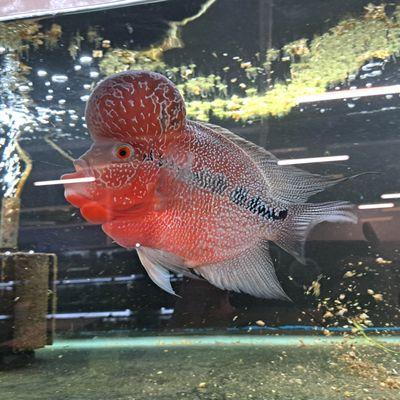 Flowerhorn