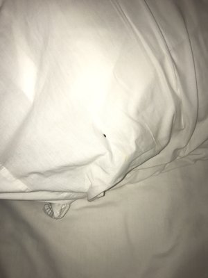 No complaints other than the bugs we found in our bed that they claimed were "harmless". I guess you get what you pay for!