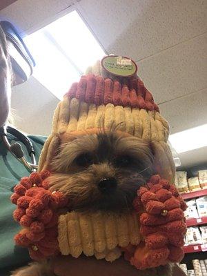 "Finnie" in a Candy Corn outfit he found at Rittenhouse Pet Supply! He and I are really into buying local small business !