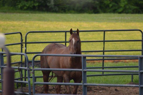 Our lesson horse Rosie