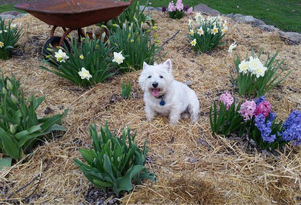 Very contented Rosie Kenny taking time to smell the flowers.