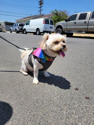 After. .This is gucci 5yr Maltese shitzu mix we always had a hard time and he was very difficult to groom and ari's did an amazing job