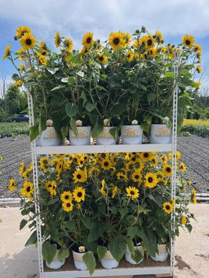 Hionis Greenhouses