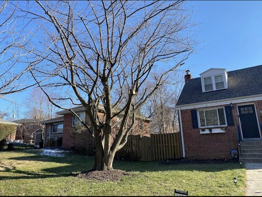 Cherry Tree Trimming