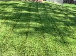 Fresh Grass Cut