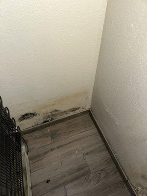 possible mold on damp walls