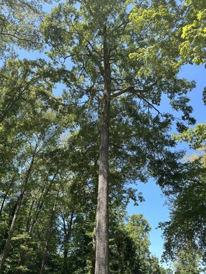 Tree we took down