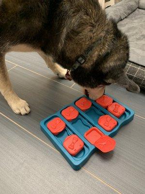 Chloe is loving her Sniff and Seek enrichment session!