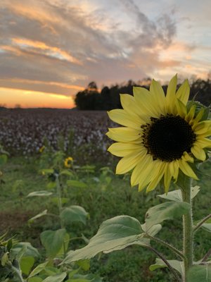 Sunflower fields in bloom