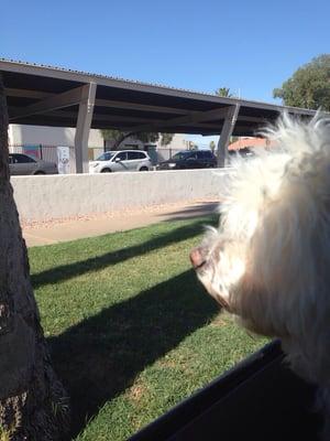 The furry child waiting for her brother to be picked up from school