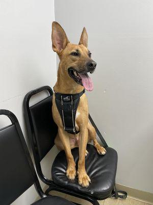 Comfy while he waits for shots