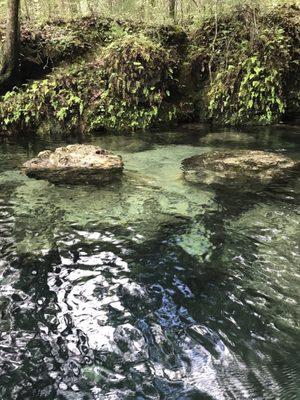 We had a wonderful time on our canoe trip. The Springs were the most beautiful thing I've ever seen.