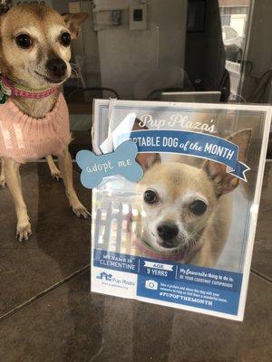 Clementine, the adoptable dog of the month!